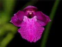 Compot: Neolauchea pulchella