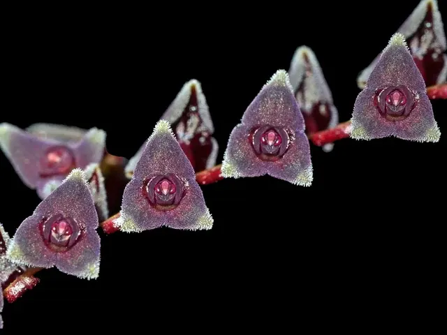Stelis benzingii (Stelis)