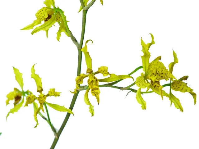 Cyrtochilum pardinum (Cyrtochilum)