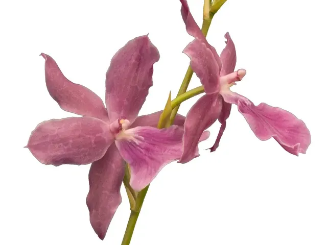 Miltonia Honolulu 'Wames Best' (Miltonia)