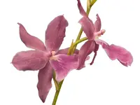 Miltonia Honolulu 'Wames Best'