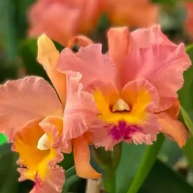 Rhyncholaeliocattleya Jessie Lee 'Hawaii' (Rhyncholaeliocattleya)