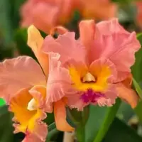 Rlc. Jessie Lee 'Hawaii'