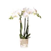 Witte orchidee ‘Amabilis’ Ø9cm