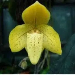 Paphiopedilium concolor var udon thani sp (Paphiopedilum)