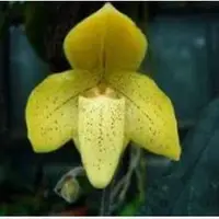 Paphiopedilium concolor var. udon thani sp.