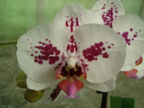 Phalaenopsis CHAIN XEN DIAMOND 'White'