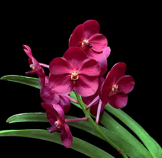 Vanda Udomchai Beauty 'Fuego' (Vanda)