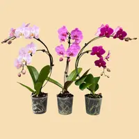 Phalaenopsis Wave Orchids Assorted Pinks in a 5" Grow Pot - 6 Plants per box - Free Shipping