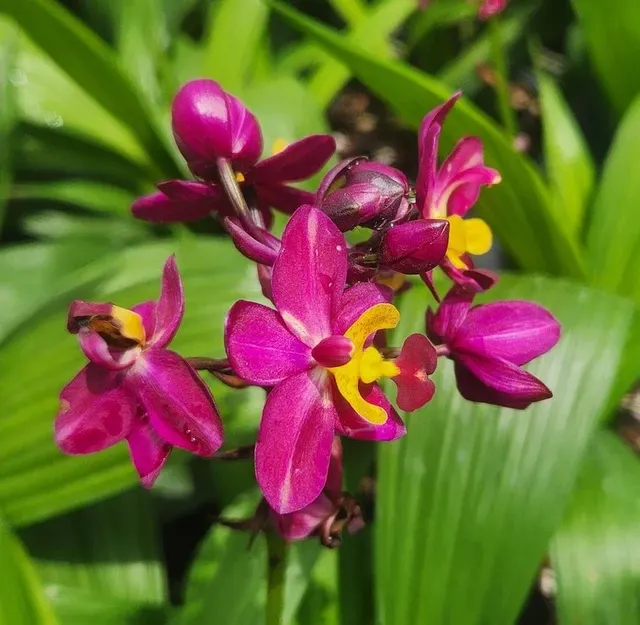 Spathoglottis Rocky Plum (Spathoglottis)