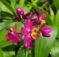 Spathoglottis Rocky Plum Live Plant - Outdoor Grown Orchid - Spathoglottis hybrid - Minor Blemishes May Be Present