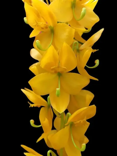 Cycnoches herrenhusanum x sib