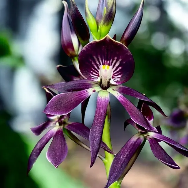 Encyclia Black Comet (Encyclia)