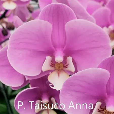 Phalaenopsis Taisuco Anna DSH04
