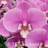 Phal. Taisuco Anna DSH04