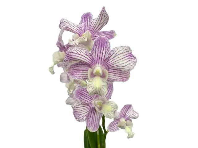Dendrobium Jacky X Den. Thanaid Stripe