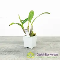 Dendrobium Spectabile 'Dark'