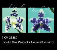 Phal. LL Blue Wave