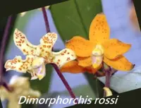 Dimorphorchis rossi x self (DMPR) (- Others )