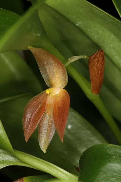 Pleurothallis sandemannii