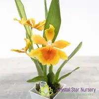 Oncostelopsis Brazilian Sun 'Samba' (H992)