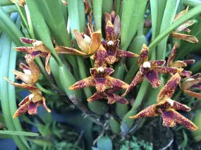 Maxillaria Memoria Ben Berliner (Maxillaria)