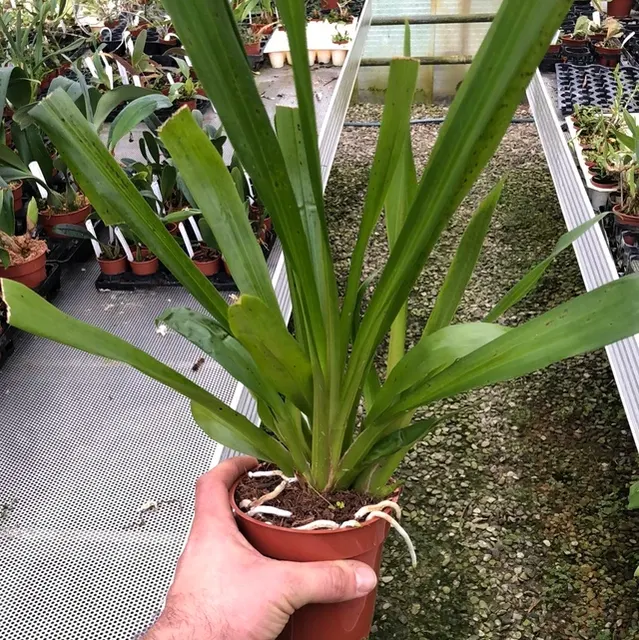 Huntleya heteroclita