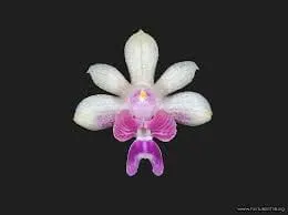 Phalaenopsis Alliance: Kingidium Deliciosum