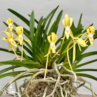 [Bare-root] #VA# Neofinetia (V.) falcata 'Kibana' 黃花 [2.5" BS][Oct in stock 26]