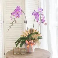 Jodie Pink Phalaenopsis Orchid (2 stalks) — Negeri Sembilan