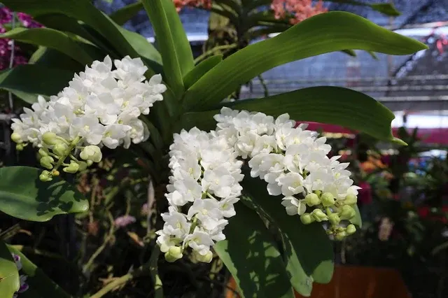 Rhynchostylis gigantea x sib