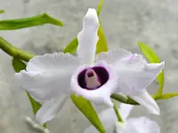 Dendrobium anosmum f. coerulea