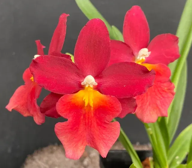 Oncostelopsis Mayor Billy