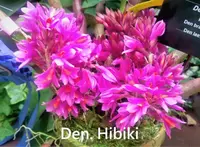 Den. Hibiki (laevifolium x bracteosum) (DHB) (Hybrid)