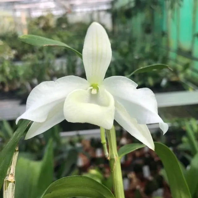 Dendrobium nobile 'virginalis' (Dendrobium)