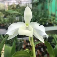 Dendrobium nobile 'virginalis'