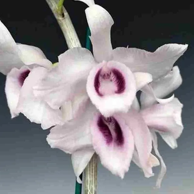Dendrobium anosmum var sp 'Holtoni' (Dendrobium)