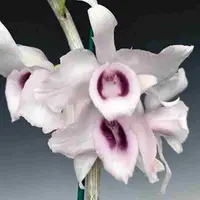 Dendrobium anosmum var. 'Holtoni' sp.