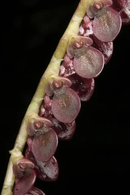 Stelis glossulicles (Stelis)