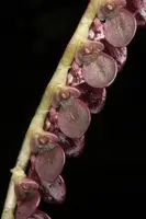 Stelis glossulicles