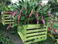 Bulbophyllum romnyi