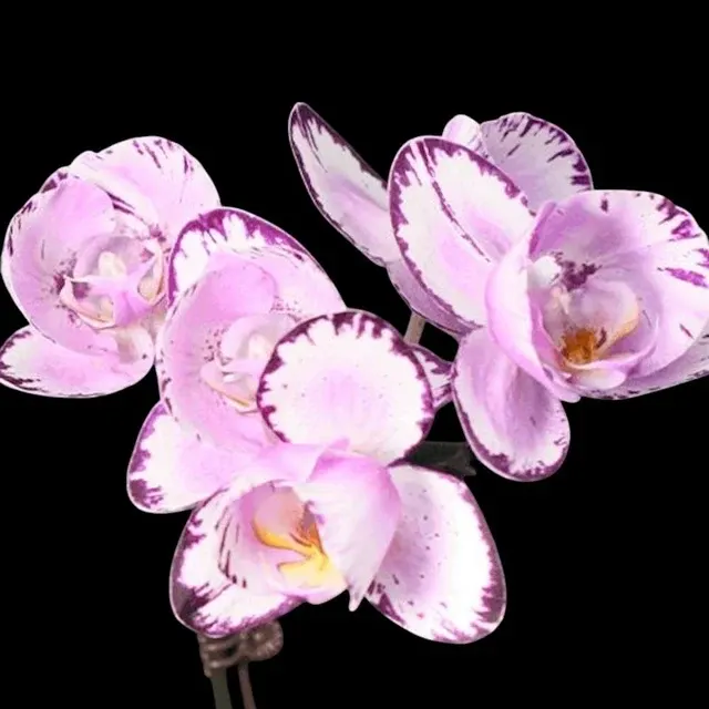 Phalaenopsis Violet Thunder