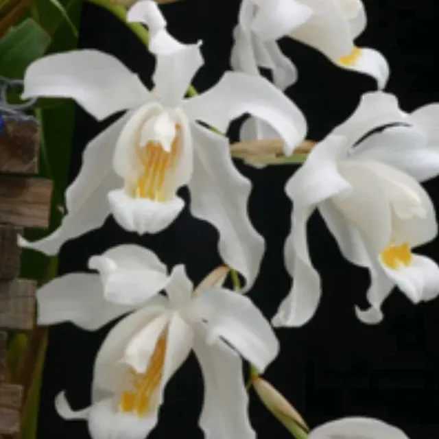 Coelogyne cristata 'Lindley' (Coelogyne)