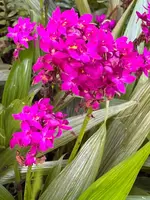 Ground Orchid Rhizome - Spathoglottis Plicata (Purple) - Tropical Plant - Bare Root - Ships from Florida