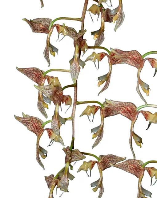 Gongora latisepala (Gongora)