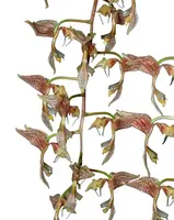 Gongora latisepala