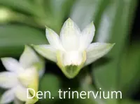 Den. trinervium x sib (DS182) ( - - trinervium )