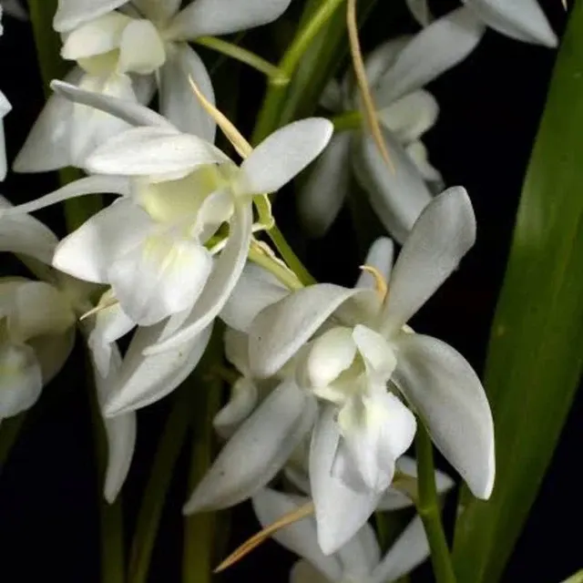 Coelogyne nitida 'Alba' (Coelogyne)