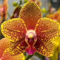 Phalaenopsis KV Golden Star 'A12992' 2.5"