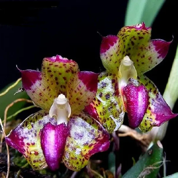 Bulbophyllum signatum sp